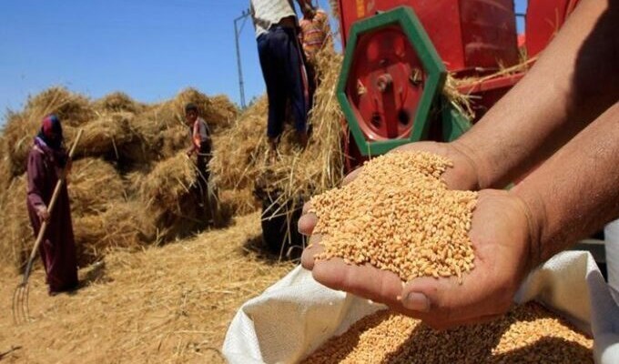 وزارة الزراعة: توزيع بذار القمح مجانا على المزارعين