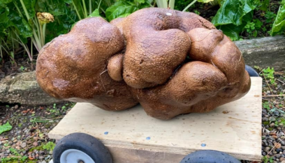 موسوعة “غينيس”: البطاطا النيوزيلندية العملاقة “مغشوشة”!