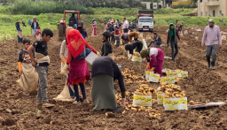 نقيب مزارعي البطاطا في البقاع: لاستثناء العمال السوريين الزراعيين من إجراءات الأمن العام
