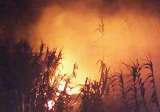 حريق كبير في خراج بلدة قبة شمرا العكارية والرياح تعيق عمليات إهماده