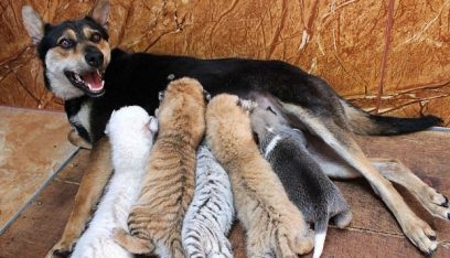 بالفيديو:كلبة ترضع 4 أشبال من النمور
