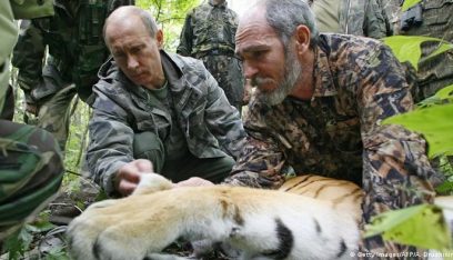بوتين يتحدث عن النمور: عددها زاد بنسبة 40 بالمئة