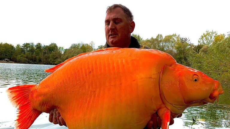 اصطياد سمكة ذهبية تزن 30 كيلوغراماً!