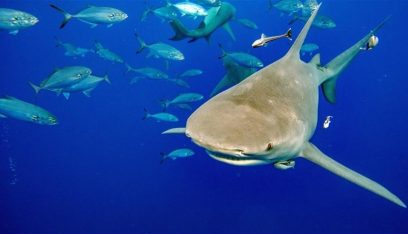 مقتل سائح أسترالي في هجوم لأسماك القرش