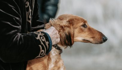 كازاخستان.. التوقيع على قانون للحفاظ على سلالات الكلاب الوطنية