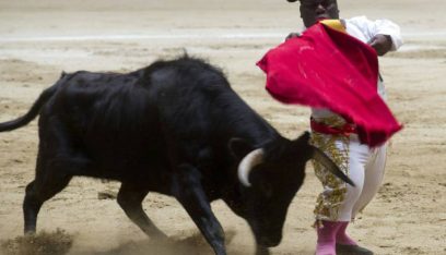 حظر “مصارعة الثيران للأقزام” في إسبانيا