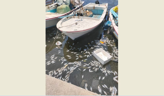 نفوق كميات من الاسماك في حوض ميناء صيدا ونقيب الصيادين يناشد