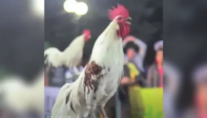 ضاحكة وجذابة.. فيديو لدجاج صوته يحاكي الضحك البشري!