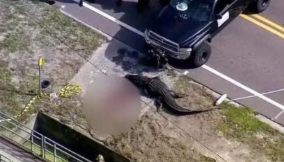 قتل تمساح في فلوريدا بعد العثور على جثة بين فكيه!