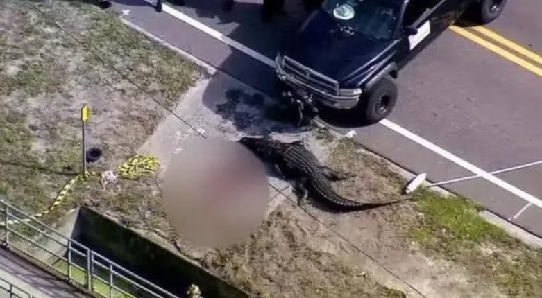 قتل تمساح في فلوريدا بعد العثور على جثة بين فكيه!