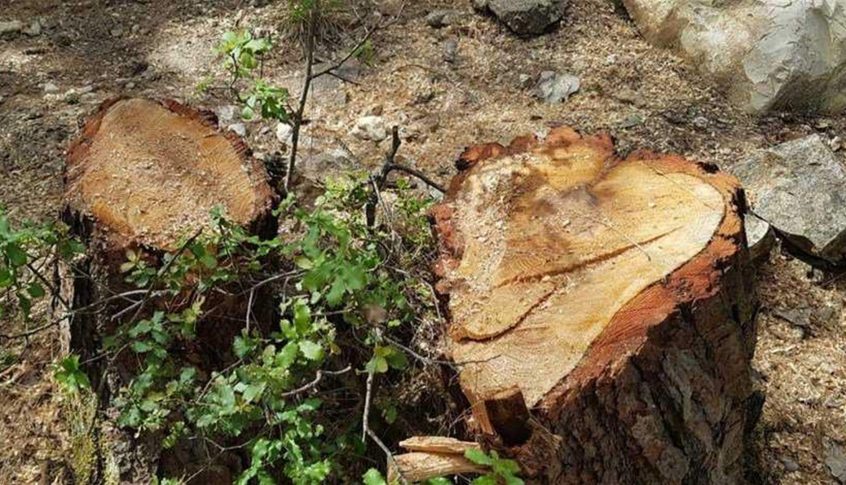 مختار الدبابية ينفي التجارة بالحطب: حريص على عدم قطع الأشجار حفاظا على البيئة