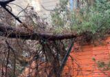 الدفاع المدني: إزالة شجرة جراء سقوطها على منزل في بصاليم(بالصور)