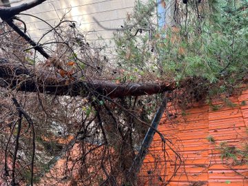 الدفاع المدني: إزالة شجرة جراء سقوطها على منزل في بصاليم(بالصور)