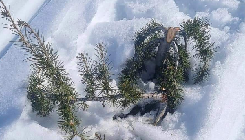 جمعية الأرض- لبنان: السياحة غير المسؤولة تقتل أشجار الأرز