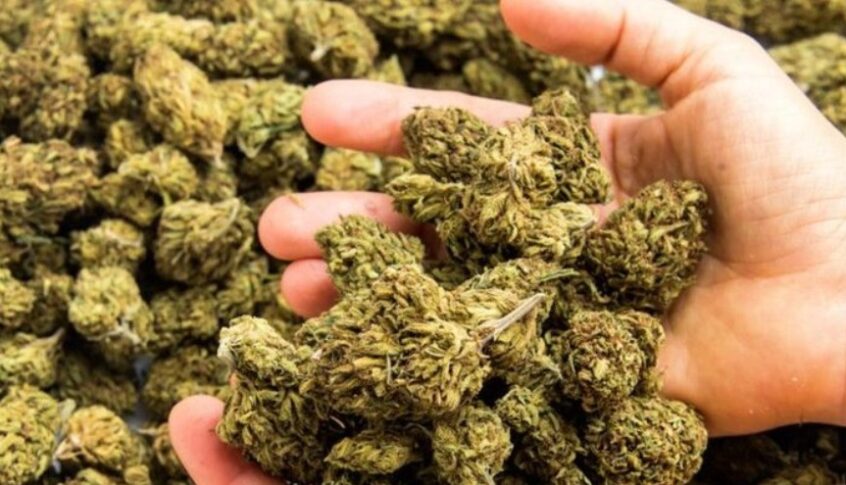 ضبط ٧٠ كيلوغرامًا من الحشيشة في منزل رئيسة بلدية في فرنسا