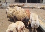 نفوق 700 رأس غنم في الغارة على جبل طوره