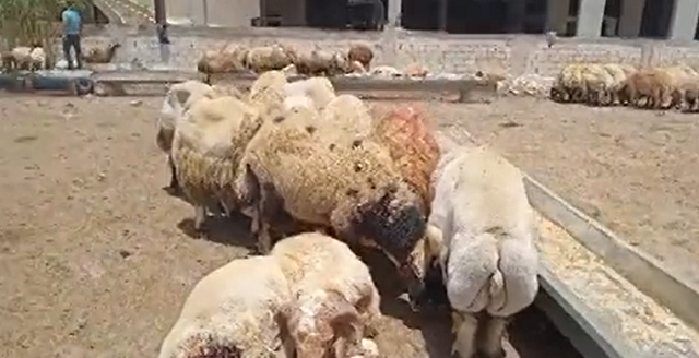 نفوق 700 رأس غنم في الغارة على جبل طوره