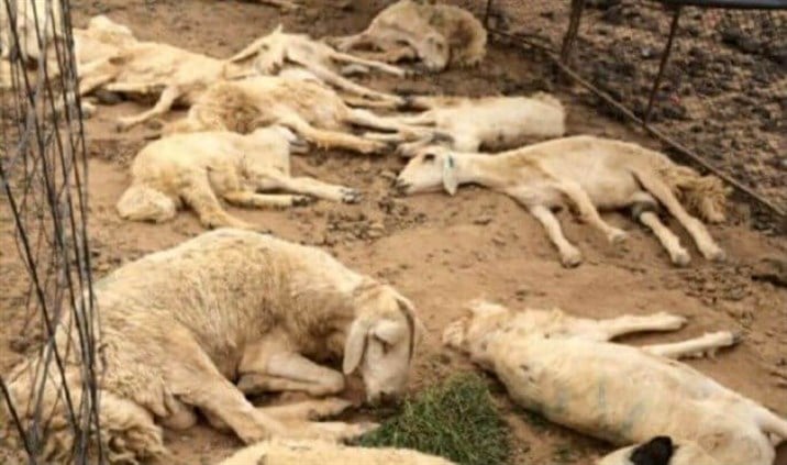 الأمراض تفتك بمواشي أكروم ومربوها يناشدون!