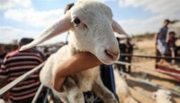 بشكل غير مسبوق في لبنان…انخفاض عدد الأضاحي هذا العام!