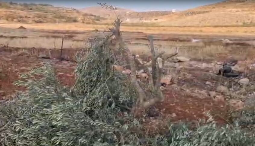 مستعمرون يقطعون نحو 100 شتلة زيتون شمال شرق رام الله