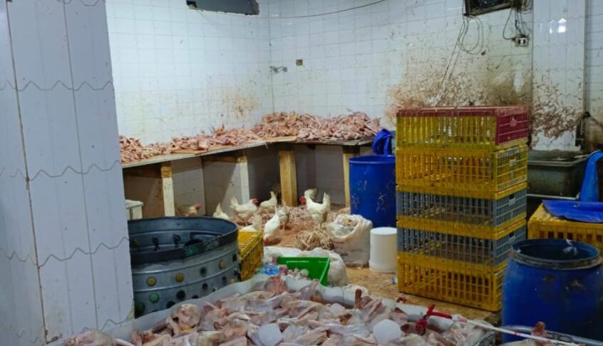 دجاج فاسد يُباع للمواطنين…مخالفة صحية خطيرة في هذه المنطقة!