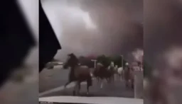بالفيديو: فرار خيول من حرائق الغابات في فرنسا