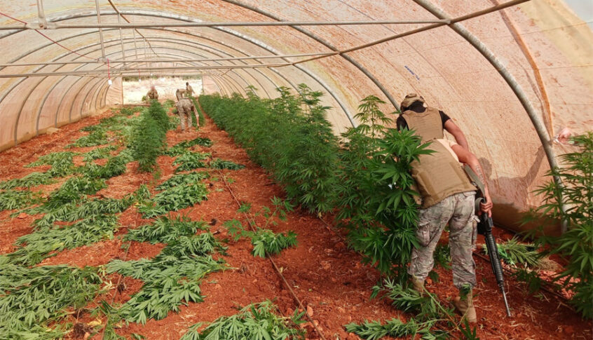 الجيش ينفذ عمليات دهم ويضبط أسلحة وذخائر حربية ويتلف 16 خيمة مزروعة بالماريجوانا