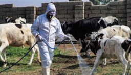 استنفار بيطري.. الحمى النزفية تحصد 9 أرواح وتصيب العشرات في العراق