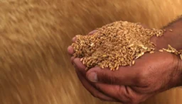 اضطرابات مضيق هرمز تهدد الإنتاج الزراعي وترفع أسعار الغذاء